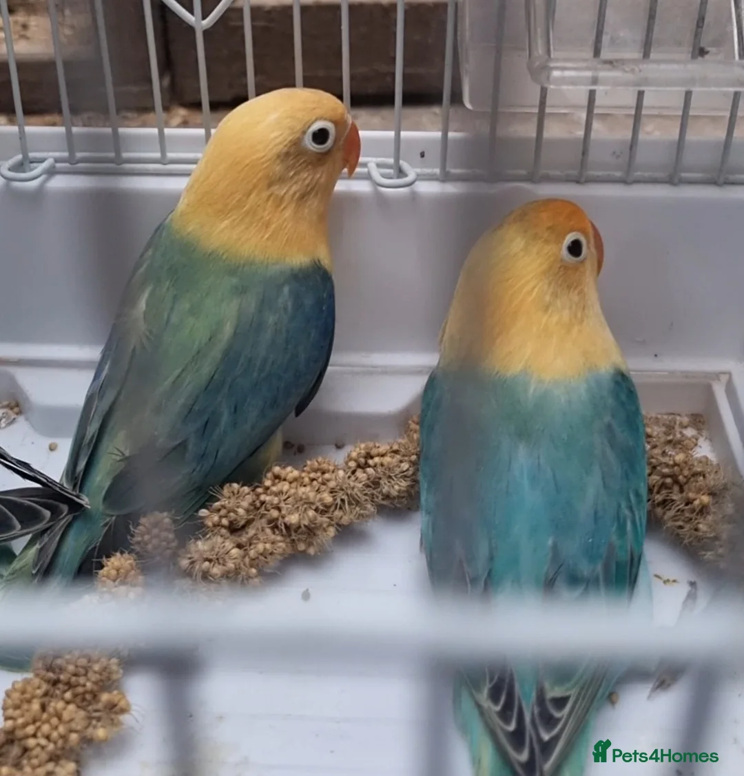 Lovebirds birds for sale: AQUA B1 OPALINE  ficshers  - Advert 8