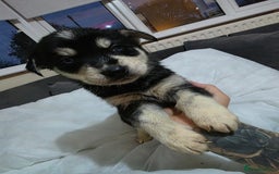 Mixed Breed dogs for sale: Beautiful goberians - Image 7