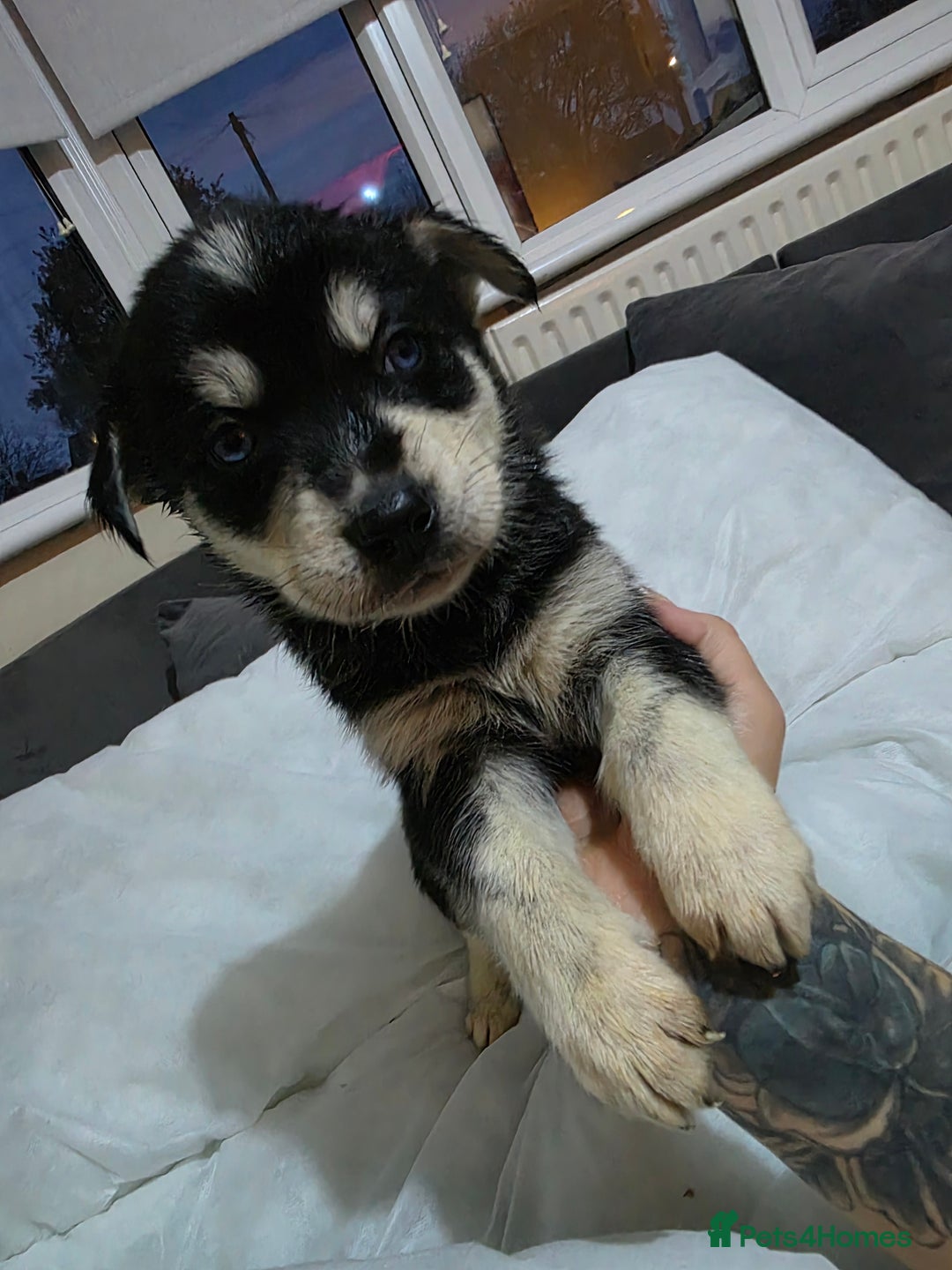 Mixed Breed dogs for sale: Beautiful goberians - Image 7