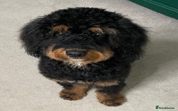 Cavapoo dogs for stud: Cavapoo Male - Image 1