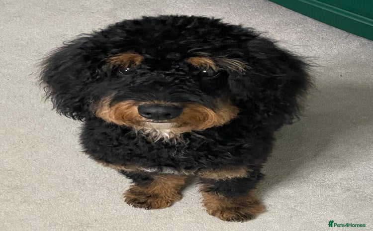 Cavapoo dogs - Advert 1