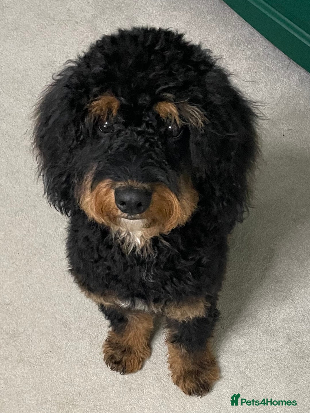 Cavapoo dogs for stud: Cavapoo Male - Image 1