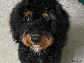 Cavapoo dogs - Advert 3