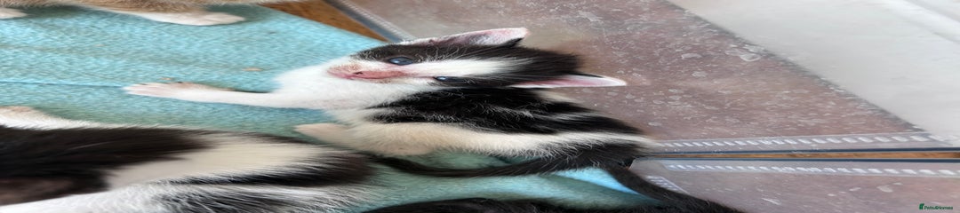 Mixed Breed Kitten 11