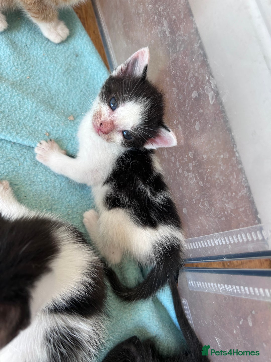 Mixed Breed cats for sale: Beautiful kittens  - Image 20
