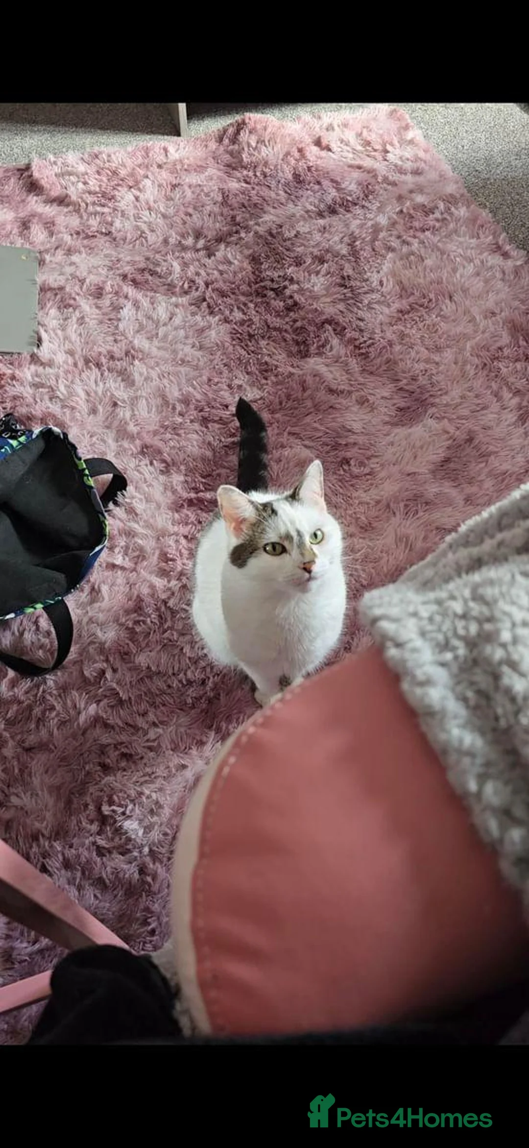Domestic Shorthair cats for sale: Bonded brother & sister looking for a loving home - Advert 2
