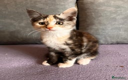 Maine Coon cats for sale: Half Maine Coon - Image 2