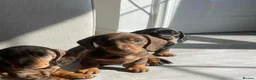 Miniature Dachshund dogs for sale: Big and Bulky Miniature Dachshund puppies. in Lancaster - Advert 6