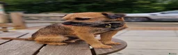 Border Terrier dogs for sale: One outstanding male pup remaining. Ready Now. - Advert 5