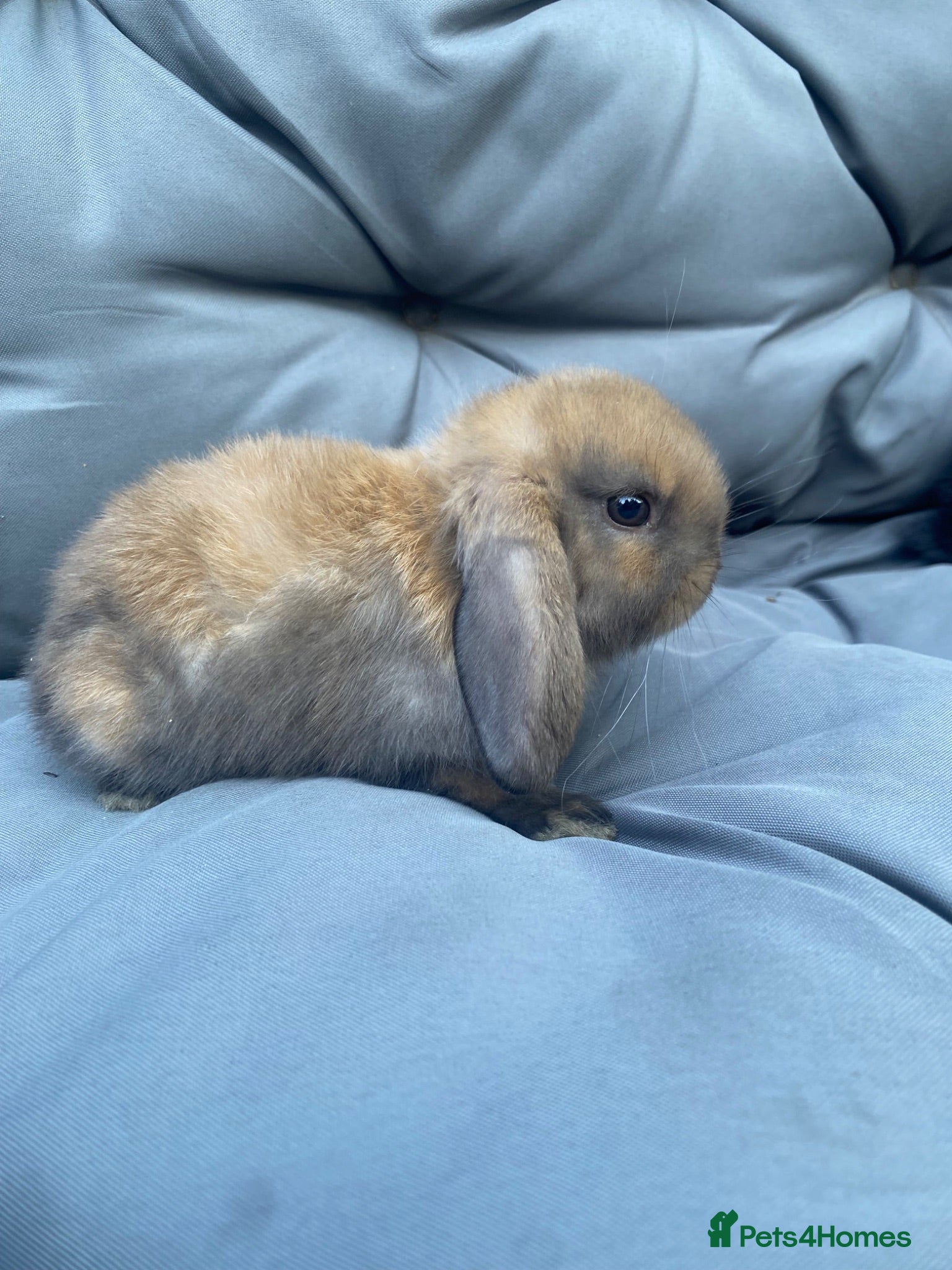 Mini Lop rabbits MINI LOP BUNNIES  - Advert 1