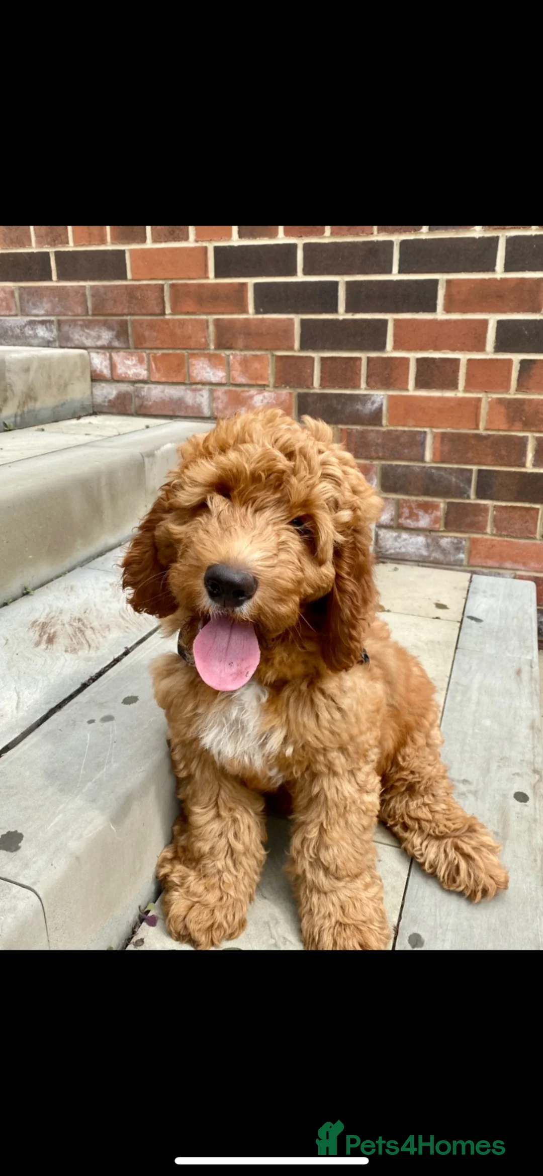 Australian Labradoodle dogs for sale: 🐶Stunning Australian Labradoodles 5⭐Breeder - Advert 9