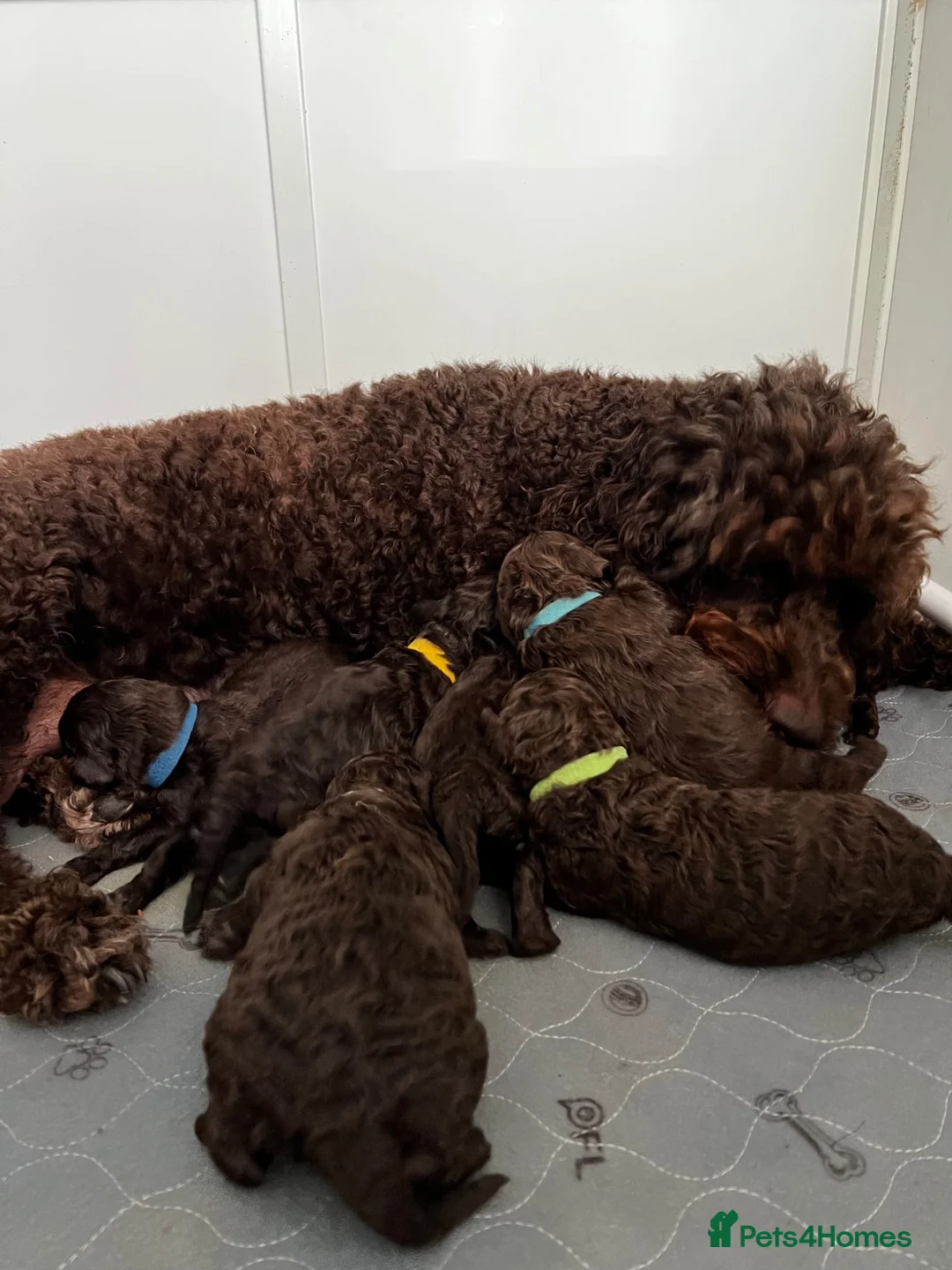 Double Doodle dogs for sale: Rare Australian Double Doodles in Brough - Advert 31