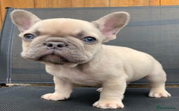 French Bulldog dogs for stud: Stud  - Image 6