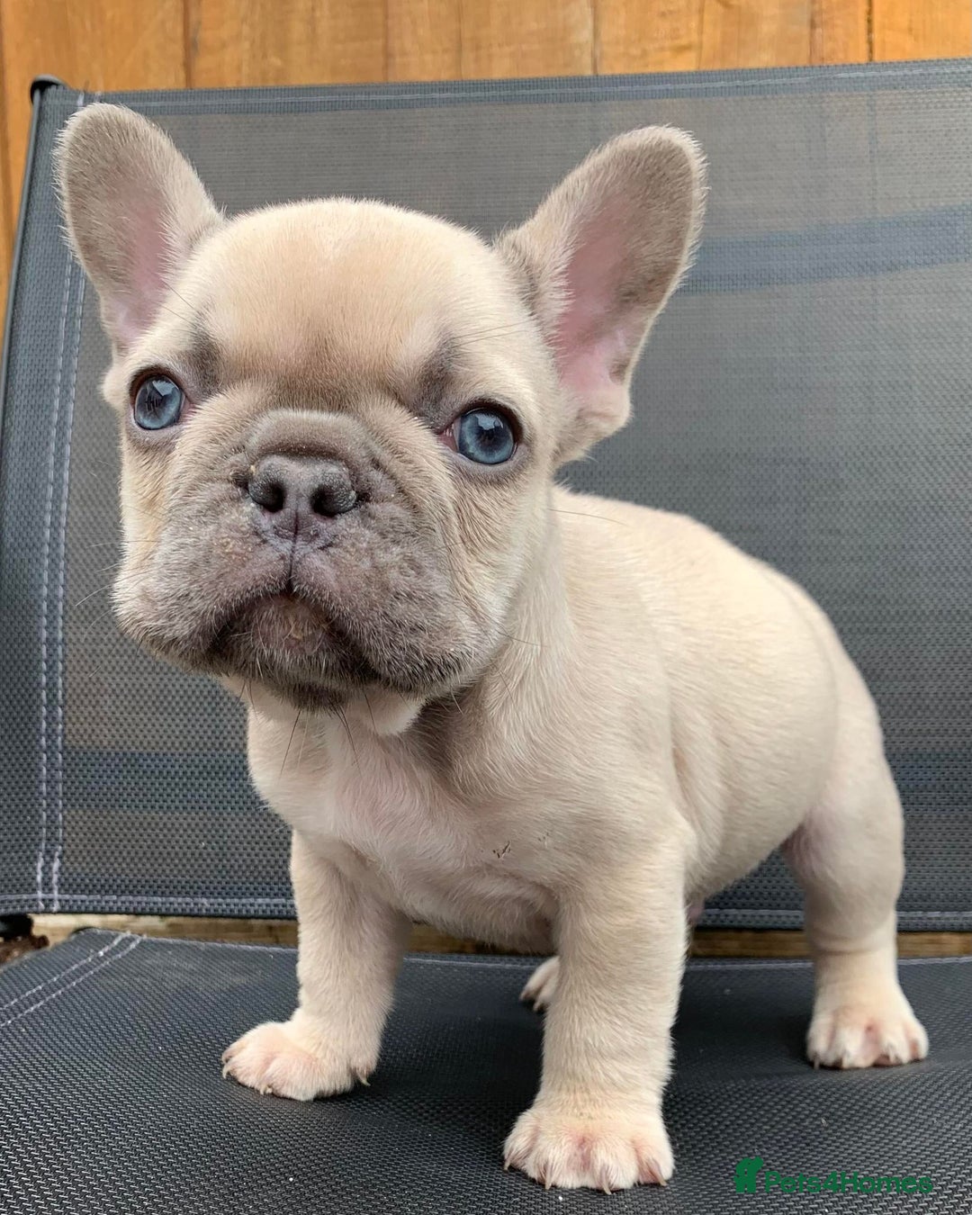 French Bulldog dogs for stud: Stud  - Image 6