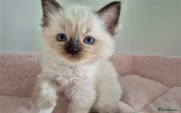 Ragdoll cats for sale: Ragdoll Kittens - Image 3