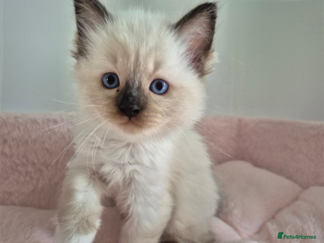 Ragdoll cats for sale: Ragdoll Kittens - Image 3