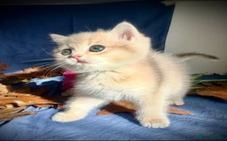 British Shorthair cats for sale: British Shorthair Golden kitten GCCF - Image 32
