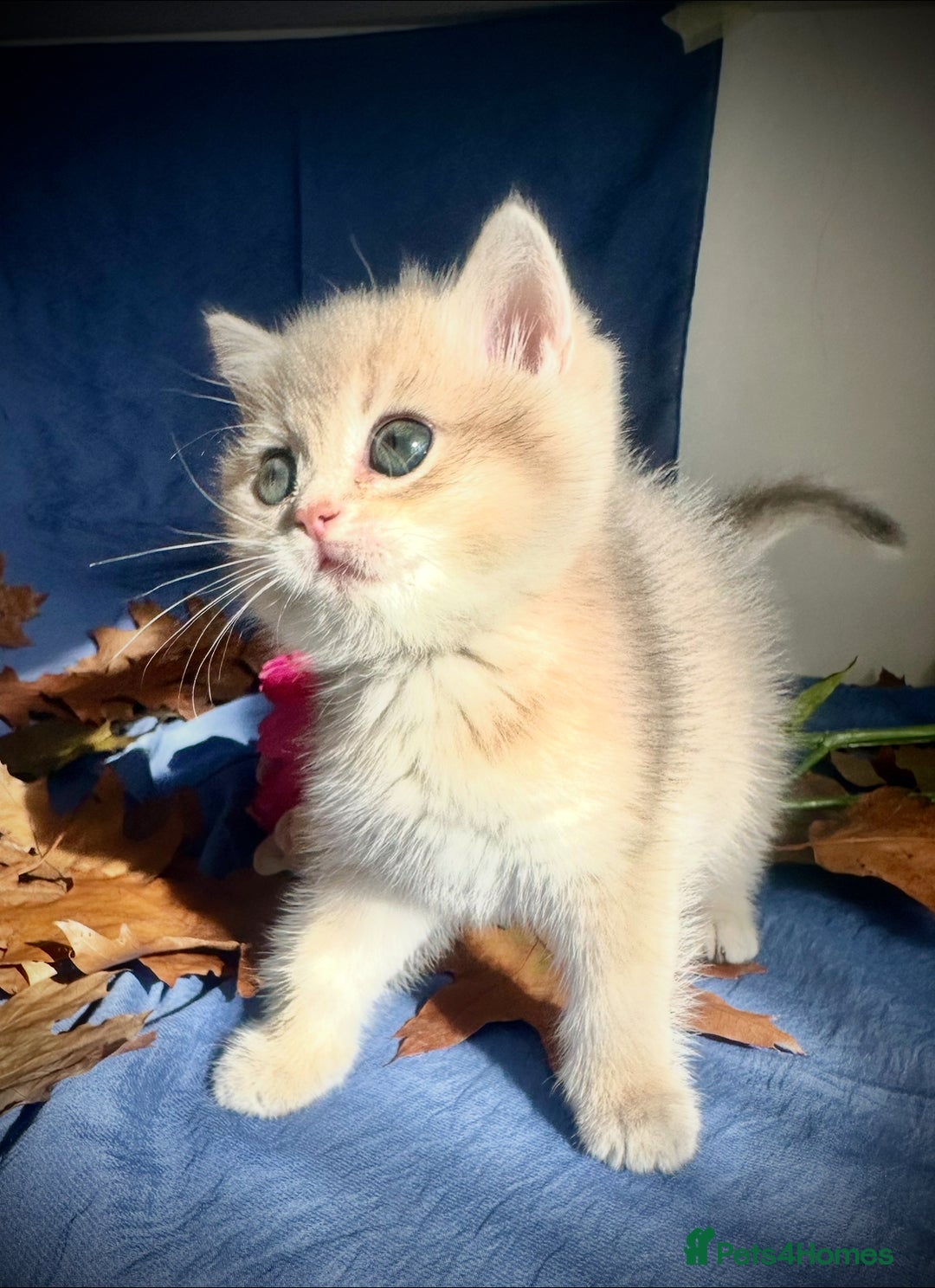 British Shorthair cats for sale: British Shorthair Golden kitten GCCF - Image 32