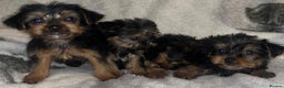 Yorkshire Terrier dogs for sale: Yorkshire Terrier Puppies  - Advert 11