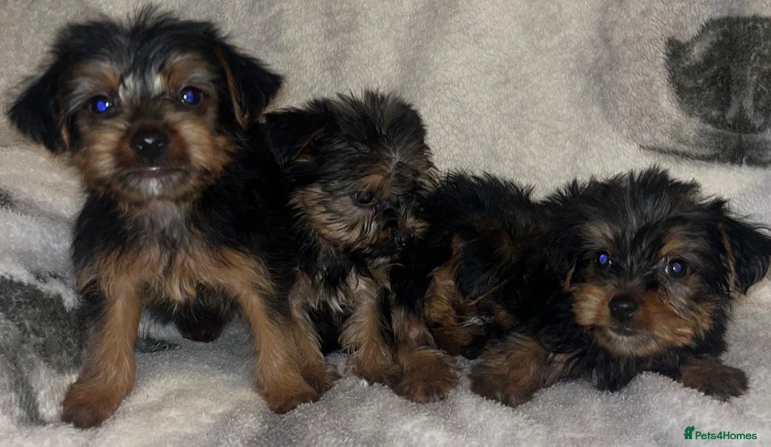Yorkshire Terrier dogs for sale: Yorkshire Terrier Puppies  - Advert 11
