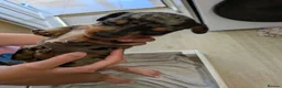 Dachshund dogs for sale: Dachshund  in King's Lynn - Advert 5