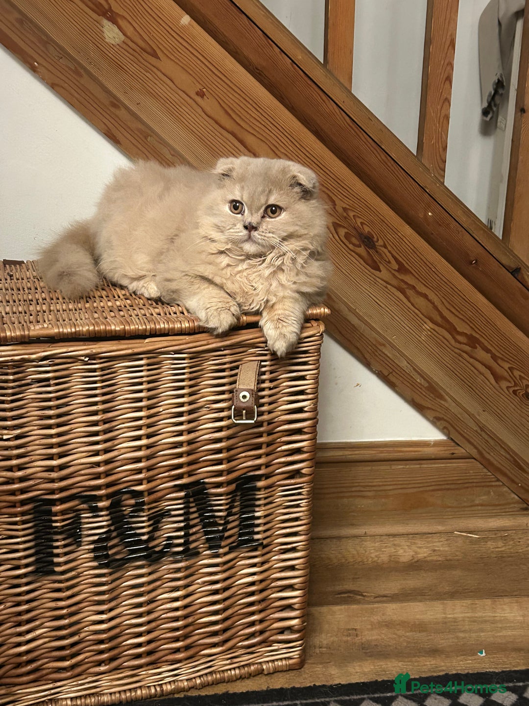 Scottish Fold cats for sale: 🩷Scottish fold kitten One Available 🩷 - Advert 10