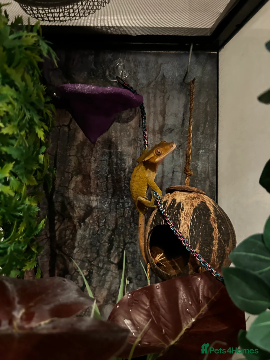 Gecko reptiles for sale: Crested Gecko + Whole Set Up  - Advert 2