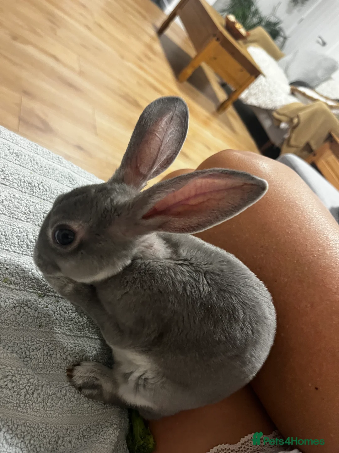 Rex rabbits for sale: 7 month old opal rex male - Advert 5