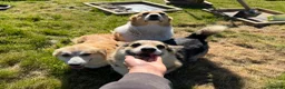 Welsh Corgi Pembroke dogs for sale: Pembrokeshire Corgi Girls - Advert 7