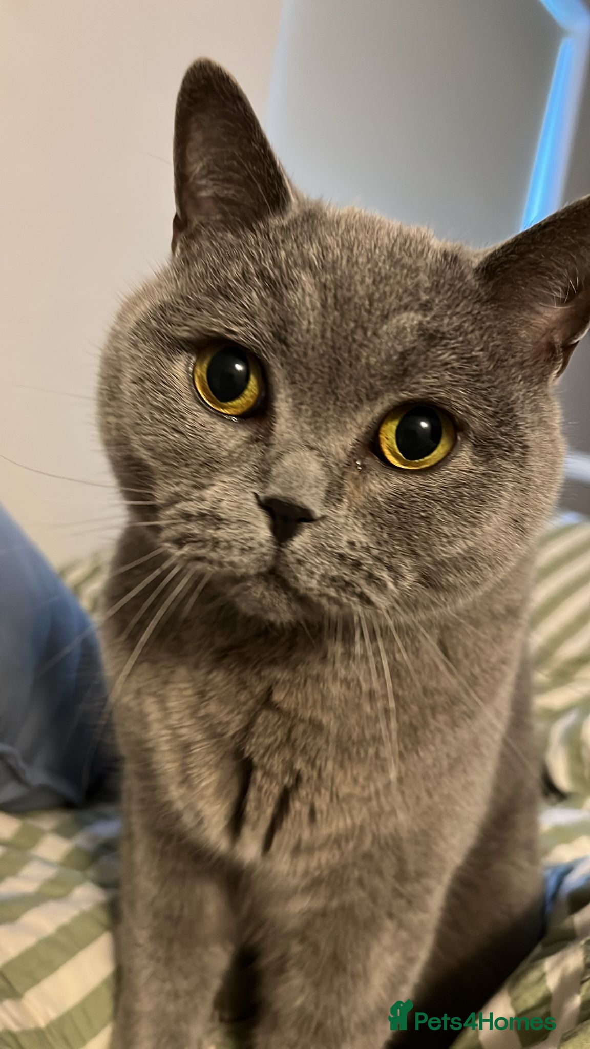 British Shorthair cats Billy - British Blue - Advert 1