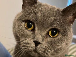 British Shorthair cats Billy - British Blue - Advert 1