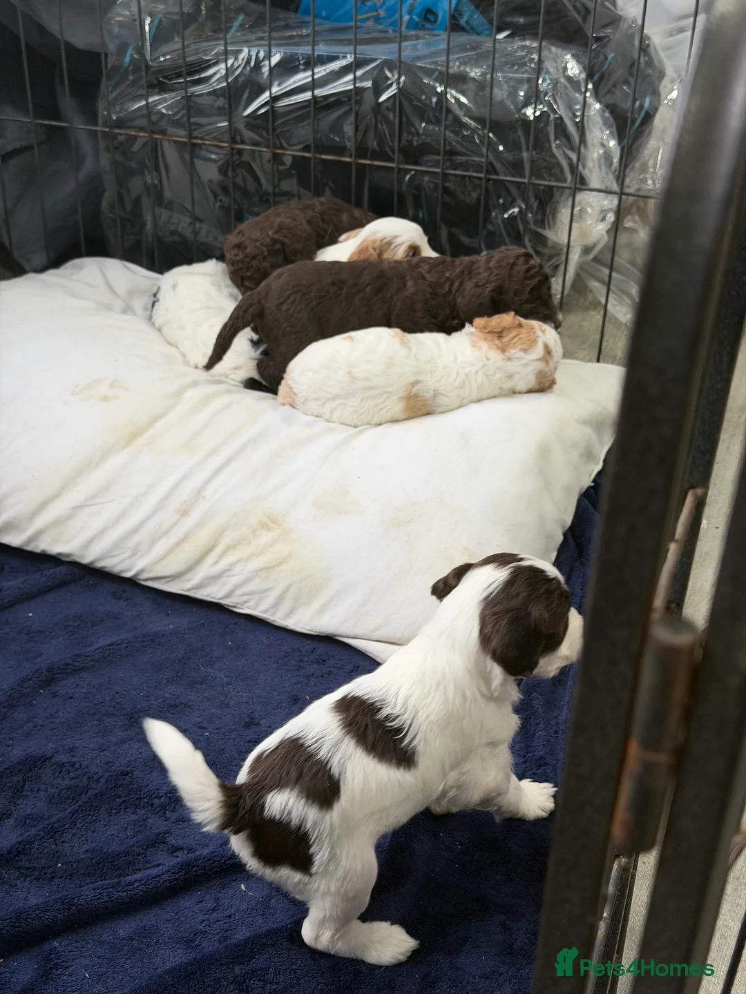Cockapoo dogs for sale: Cokerpoos family bred beautiful coulors  - Advert 14