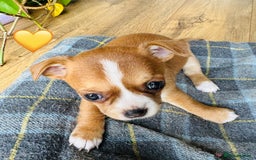 Chihuahua dogs for sale: Gorgeous Chihuahua Pups-only yellow girl left🐶💛 - Image 13