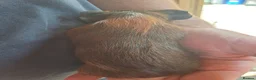 Guinea Pig rodents for sale: Six weeks old Baby guinea pigs for sale  - Advert 2