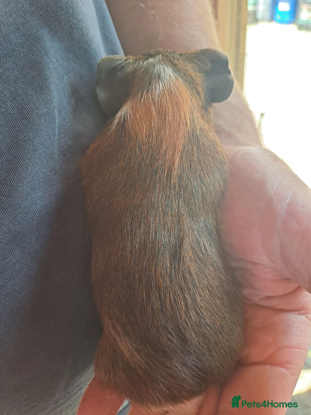 Guinea Pig rodents for sale: Six weeks old Baby guinea pigs for sale  - Advert 2