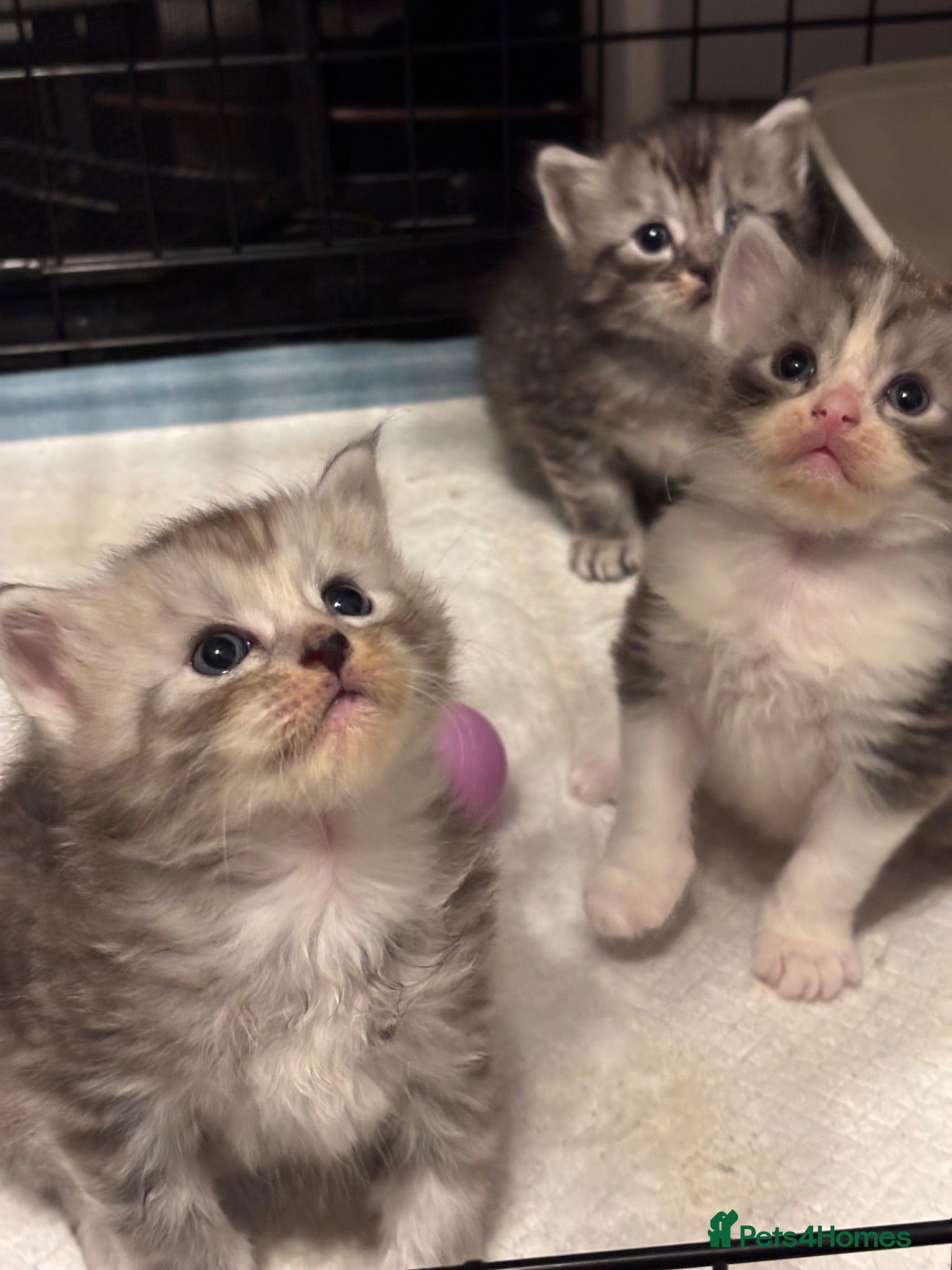 Ragcoon cats 🐾 Adorable RAGCOON Kittens ! 🐾 - Advert 2