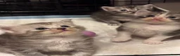 Ragcoon cats for sale: 🐾 Adorable RAGCOON Kittens ! 🐾 - Advert 8