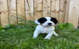 Cocker Spaniel dogs for sale: KC Registered Working Cocker Spaniel puppies - Image 8
