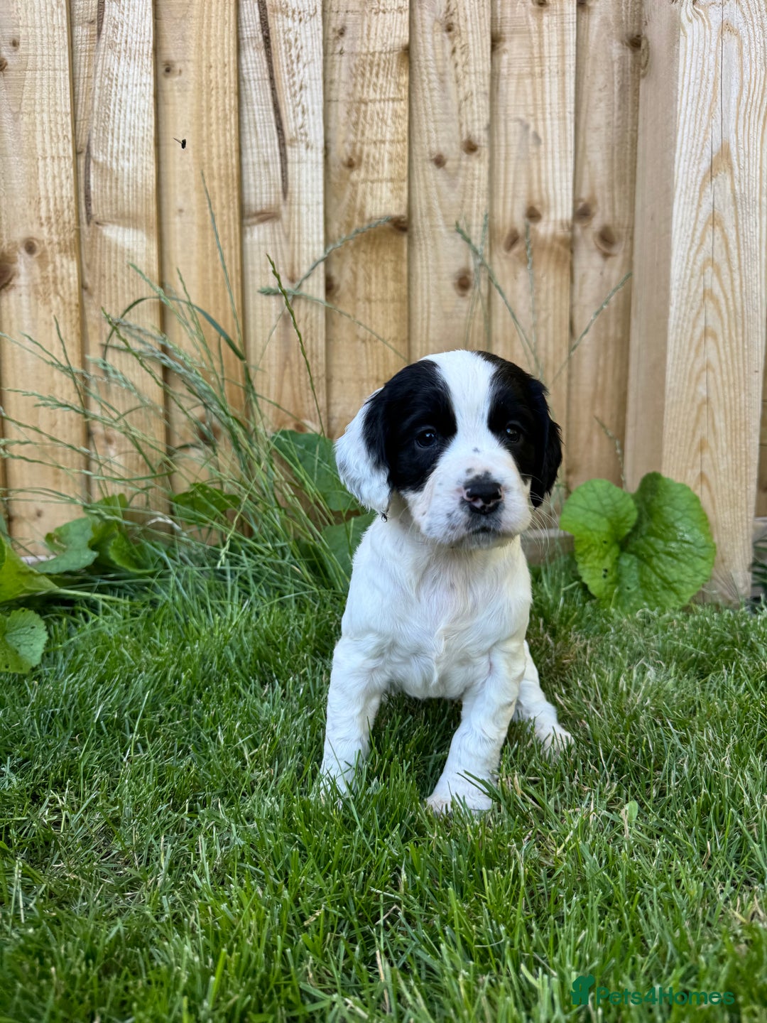 Cocker Spaniel dogs for sale: KC Registered Working Cocker Spaniel puppies - Image 8