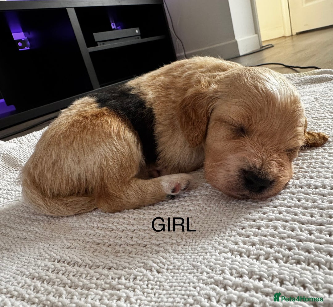 Cockapoo dogs for sale: Cockapoo puppies  - Image 9