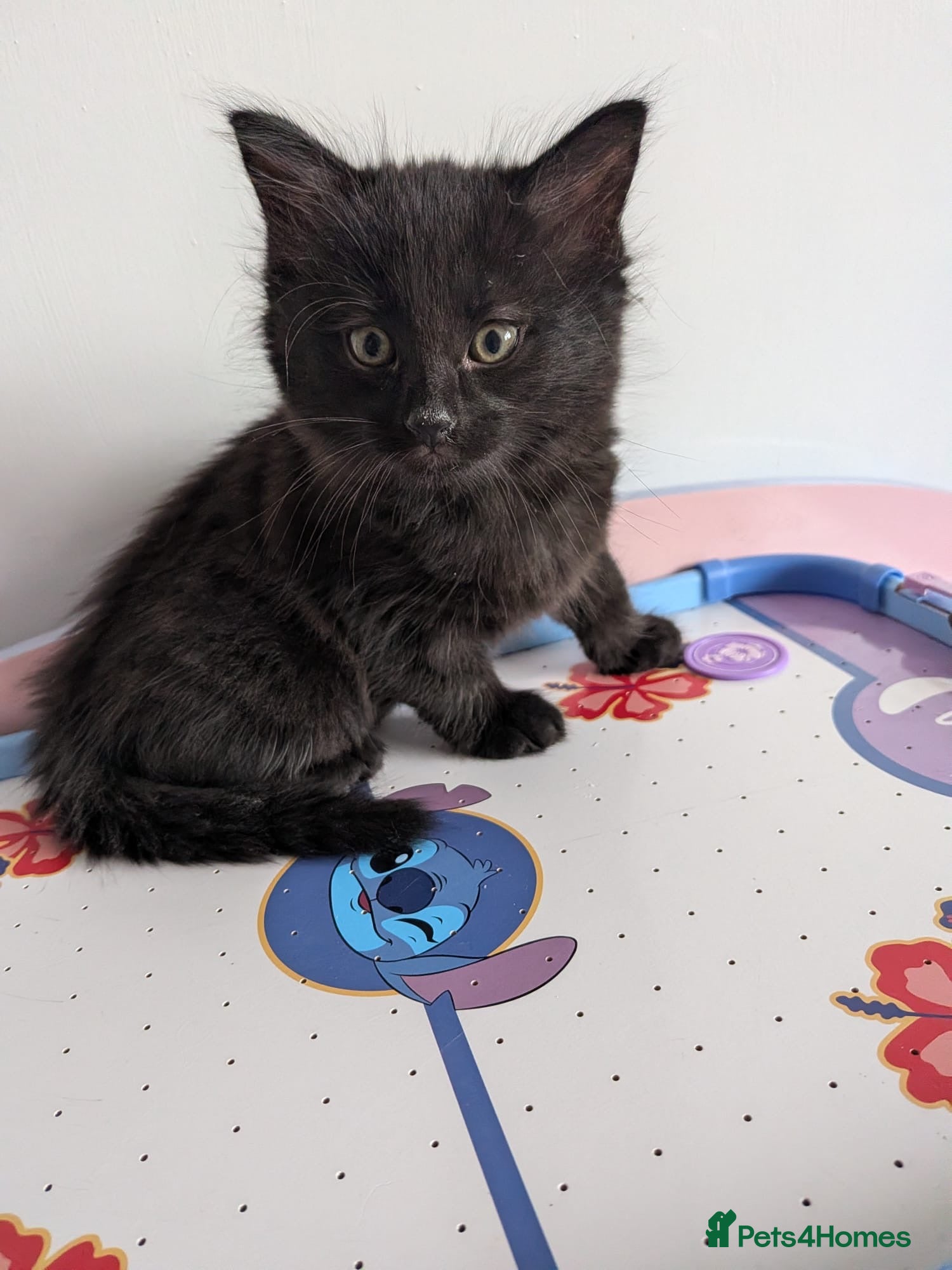 Mixed Breed cats Last 2 male kittens.. ready to go! - Advert 2
