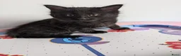 Mixed Breed cats for sale: Last 2 male kittens.. ready to go! - Advert 1