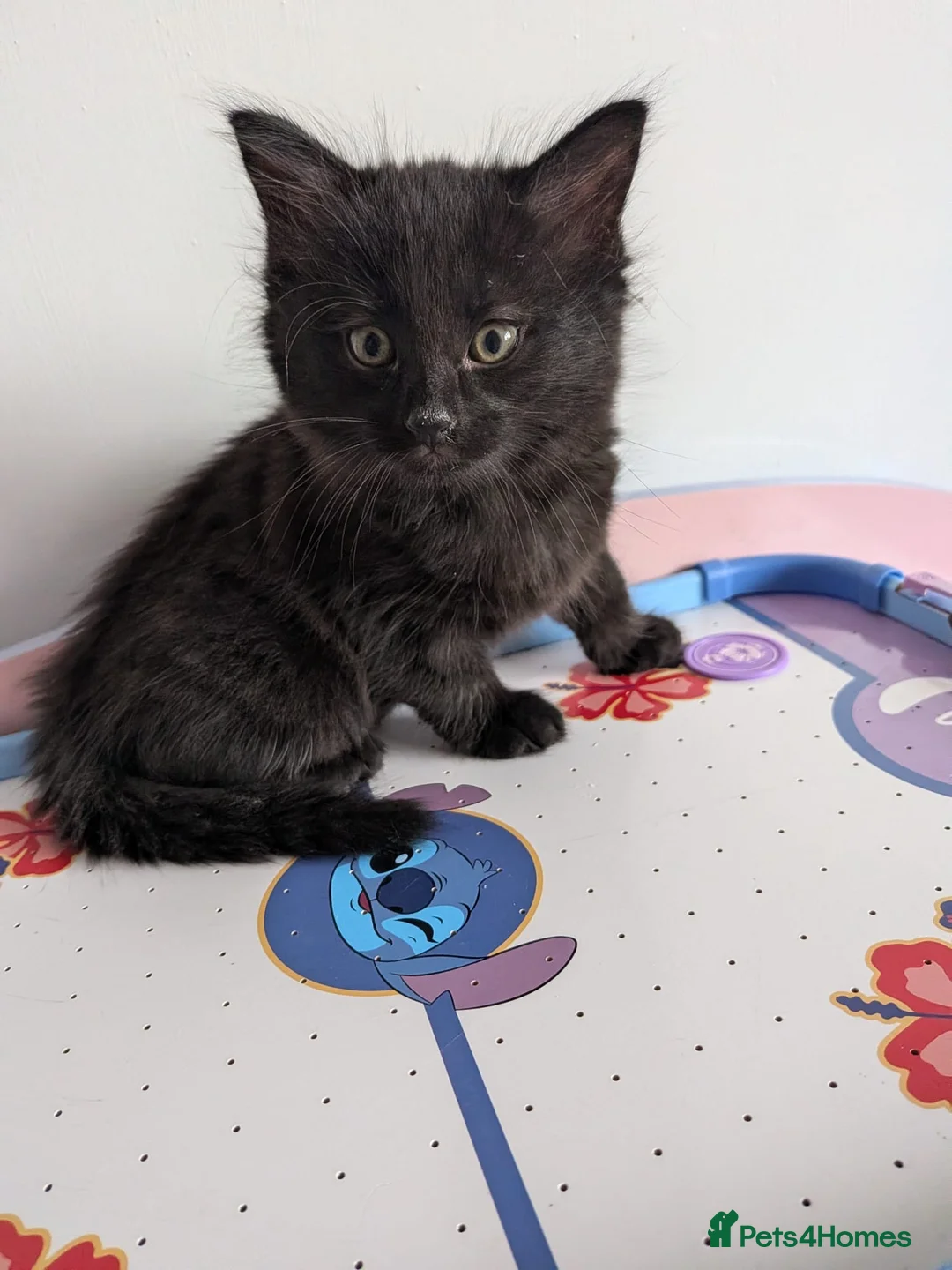 Mixed Breed cats for sale: Last 2 male kittens.. ready to go! - Advert 1