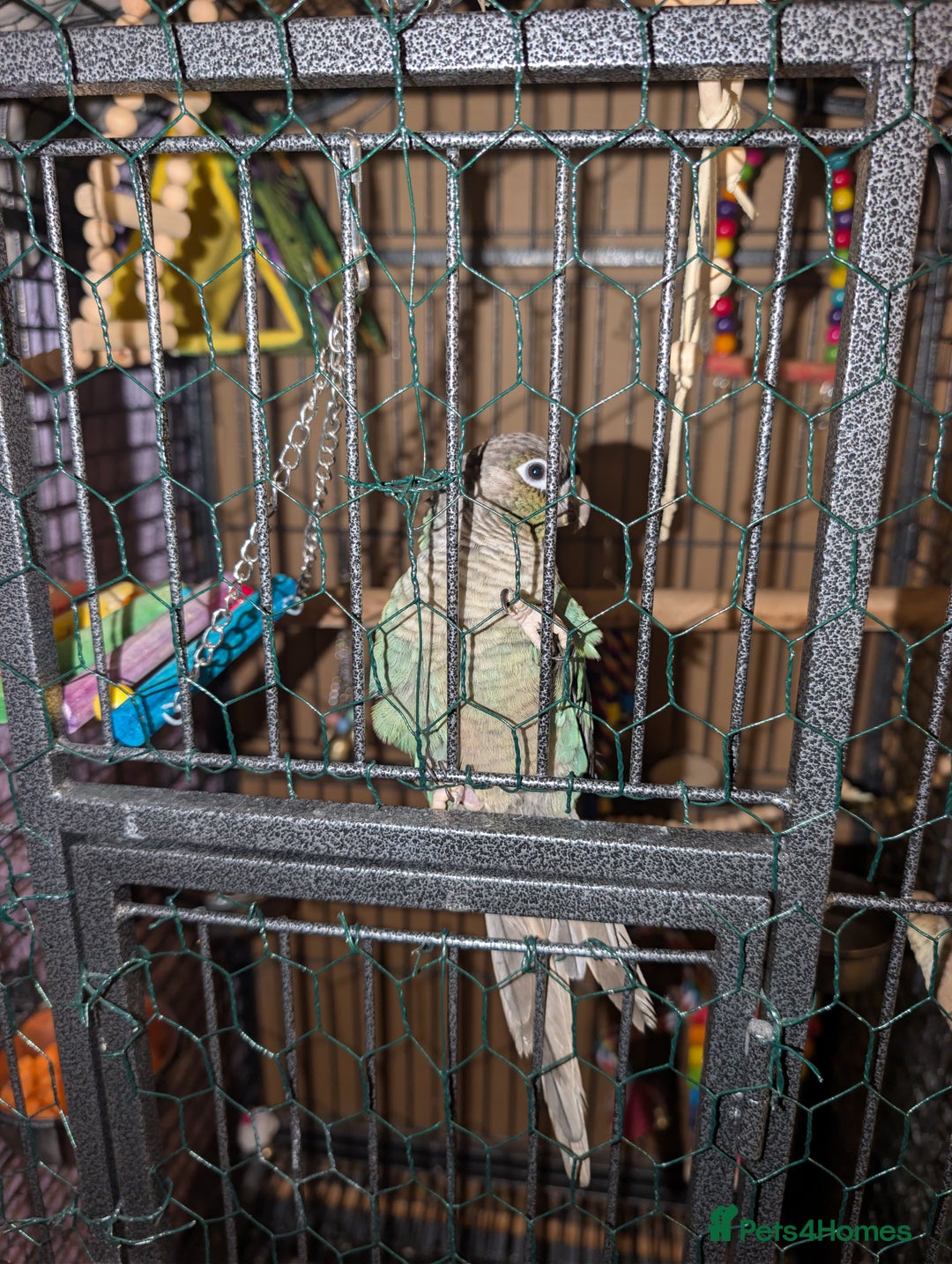 Conures birds for sale: Turquoise conure parrot  - Advert 7