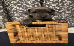 Mixed Breed dogs for sale: STUNNING MASTIFF/GREAT DANE PUPPIES - Advert 11