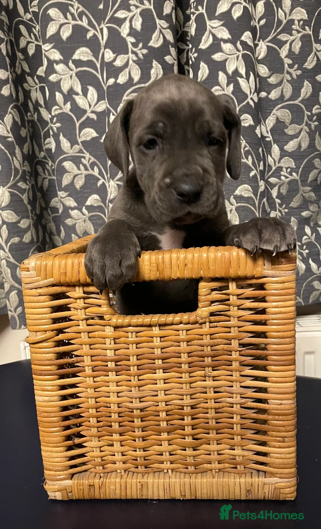 Mixed Breed dogs for sale: STUNNING MASTIFF/GREAT DANE PUPPIES - Advert 33