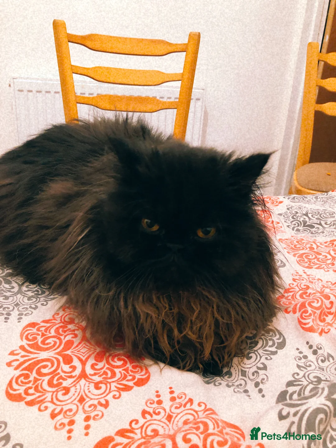 Mixed Breed cats for sale: Himalayan Persian and ragdoll  - Advert 1