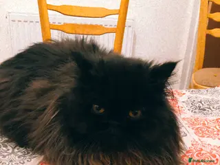 Mixed Breed cats Himalayan Persian and ragdoll - Advert 1