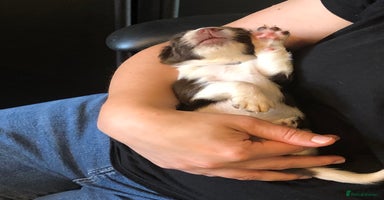 English Springer Spaniel dogs - Advert 4