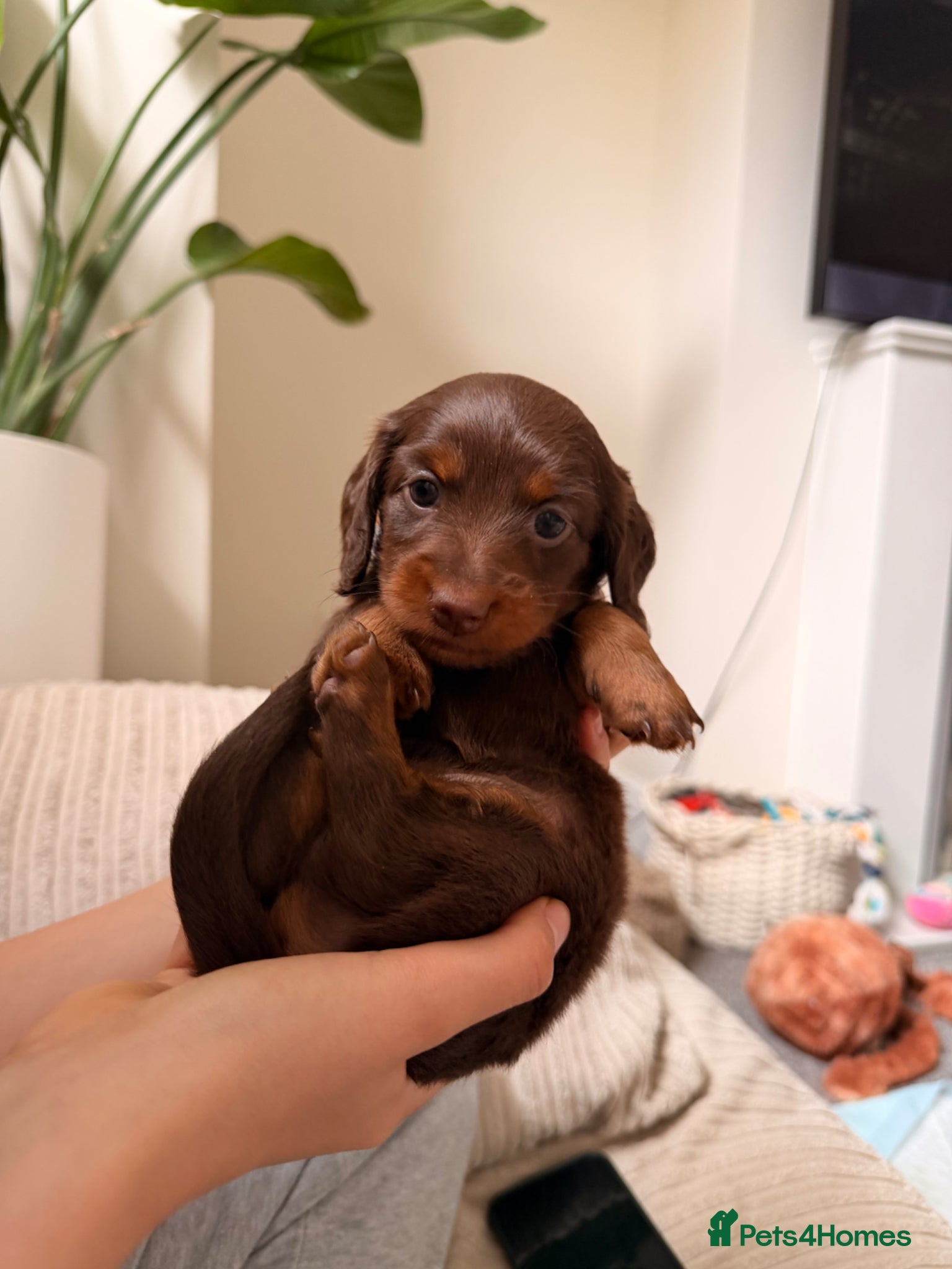 Miniature Dachshund dogs for sale: KC Registered- Long haired Mini Dachshund  in London - Advert 1
